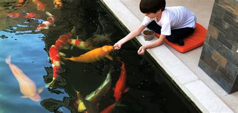 Dna Koi Farm – Whether you're new to koi or want to .